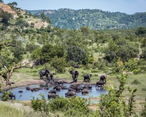African bush elephant and african buffalo in waterhole in Kruger National park, South Africa ; Specie Loxodonta africana family of Elephantidae