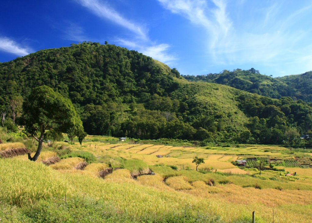 Terrace paddy ricefields ready to be harvested in Mount Kelimutu, Ende, Flores island, East Nusa Tenggara.