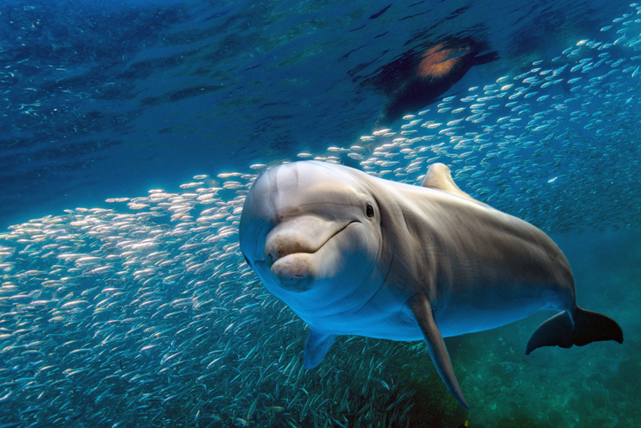 Delfin schaut in die Kamera
