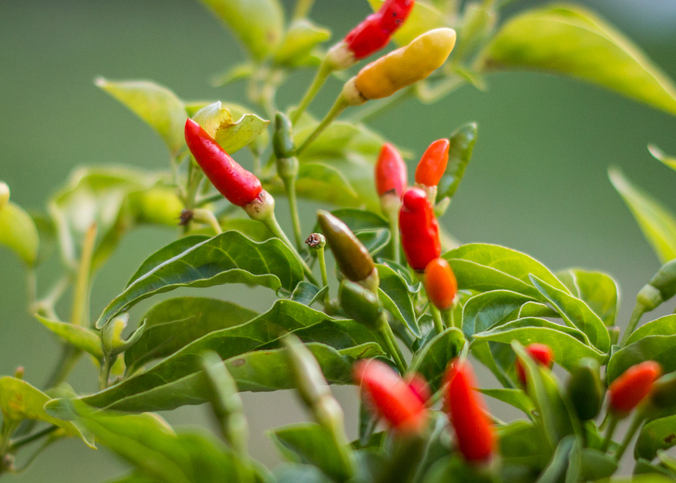 Bird's eye chilli plant with chilies close up