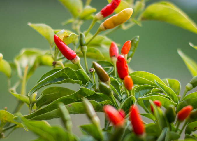 Bird's eye chilli plant