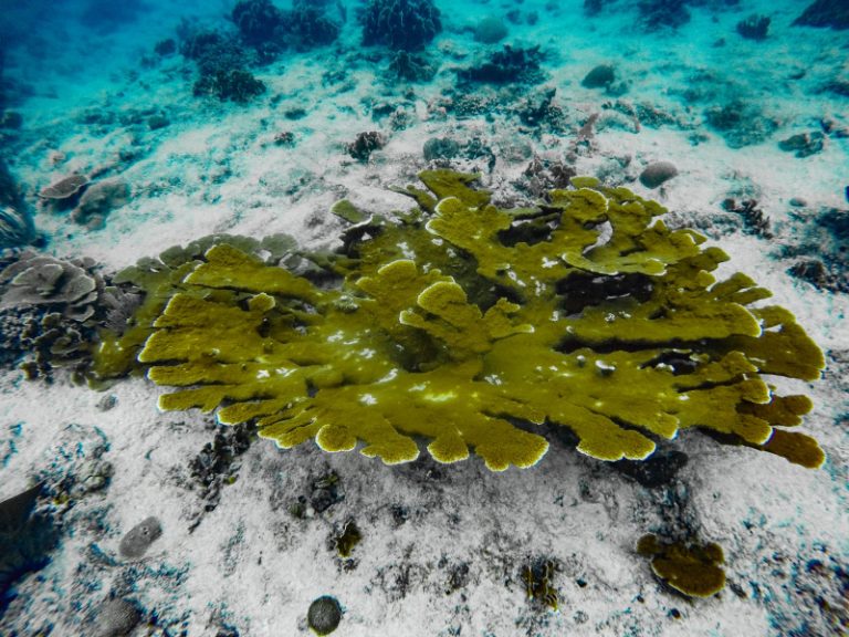 Korallen in der Karibik