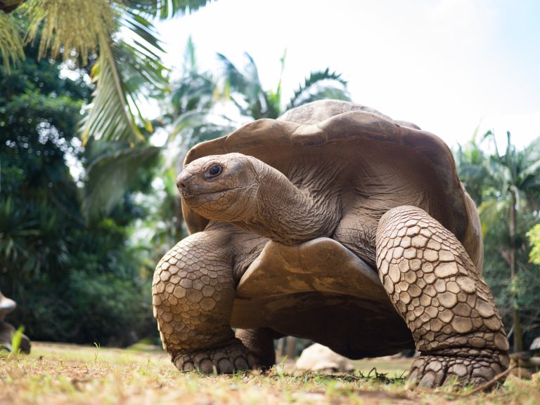 Schildkröte Mauritius