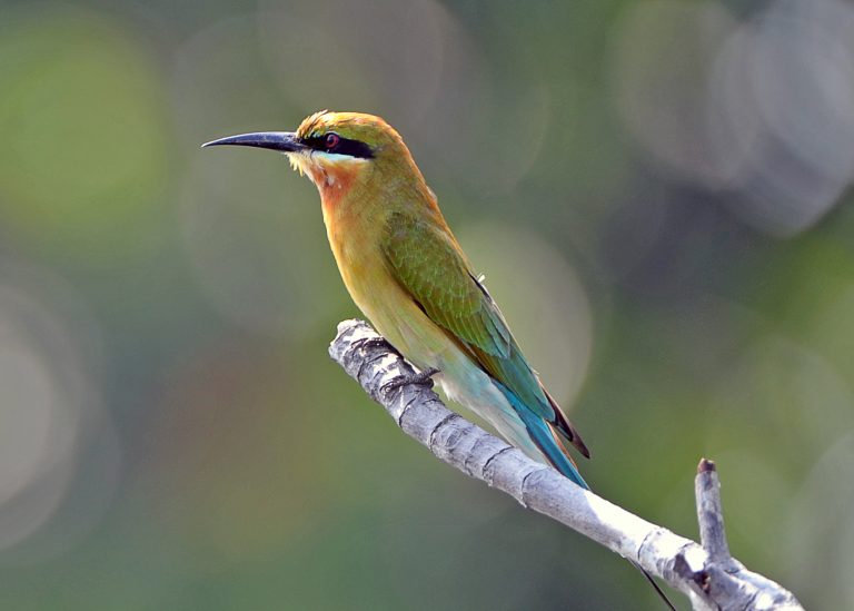 A Blue-tailed Bee-eater rests on a branch overhanging Bentota River, Sri Lanka