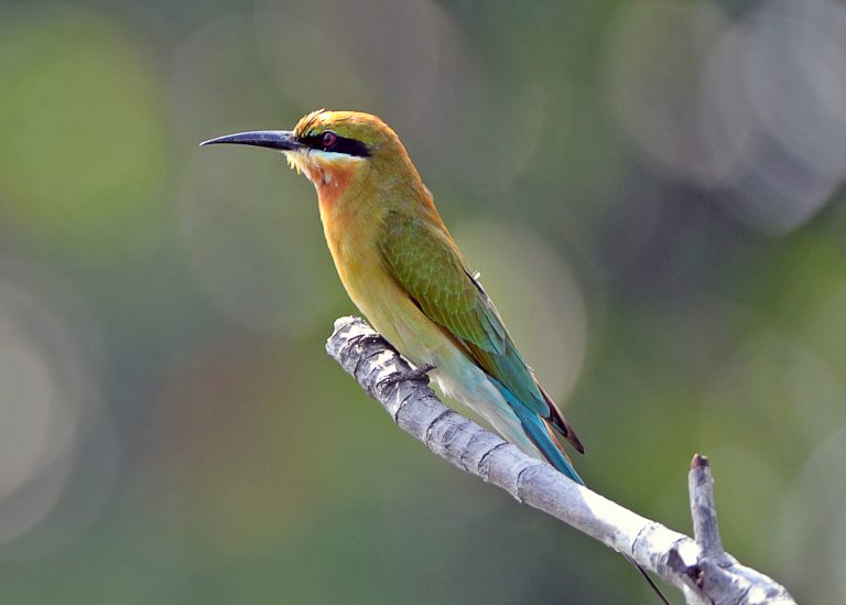 Blue-tailed Bee-eater, Sri Lanka