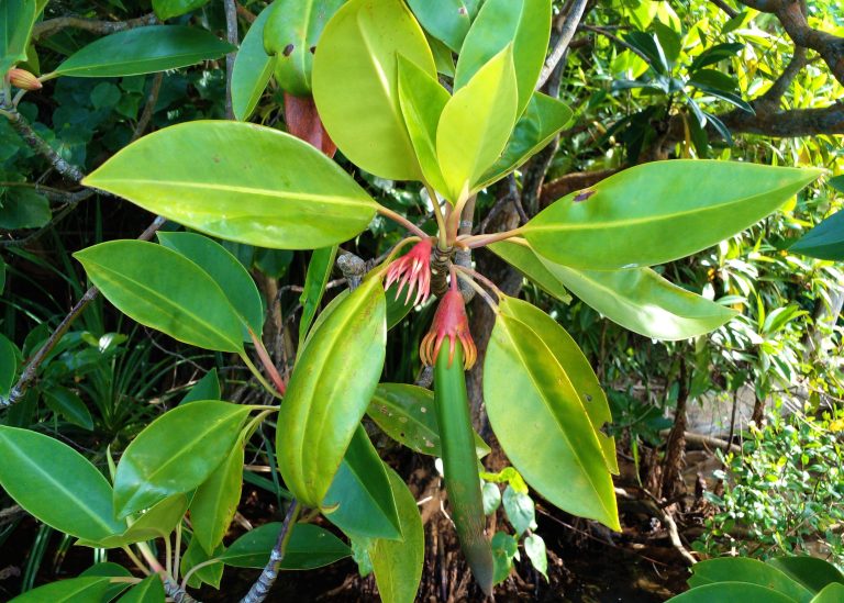 DER Touristik Foundation Projekt Sri Lanka Mangrove blüht