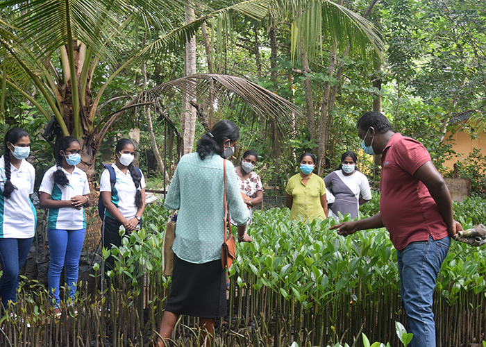 DER Touristik Foundation Projekt Sri Lanka Mangroven