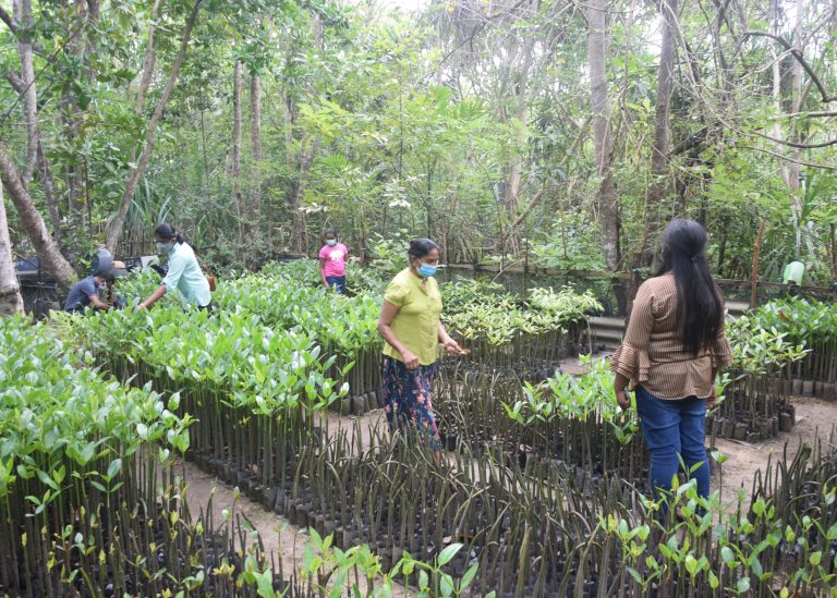 DER Touristik Foundation Projekt Sri Lanka Mangrovenpflanzen