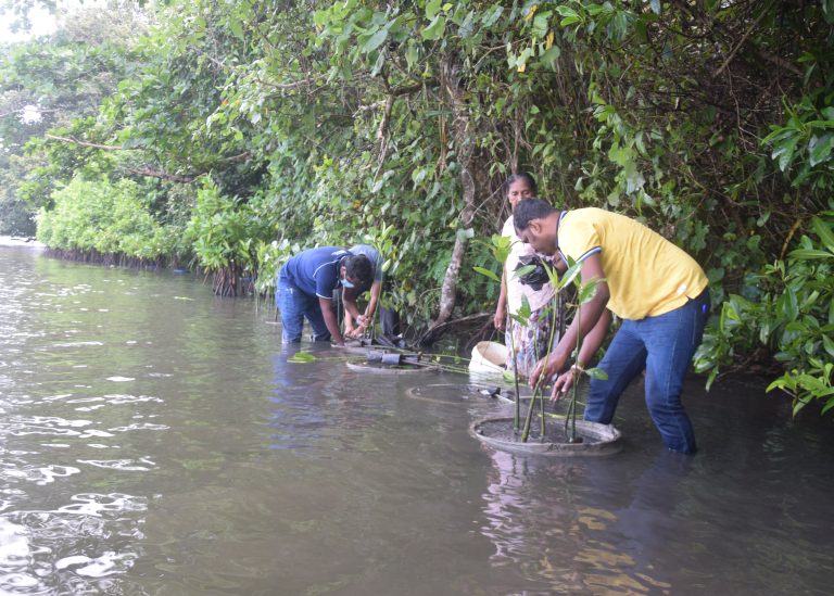 DER Touristik Foundation Projekt Sri Lanka Mangroven