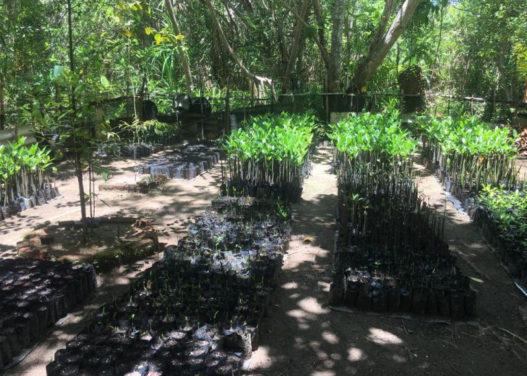 DER Touristik Foundation Projekt Mangrovengarten