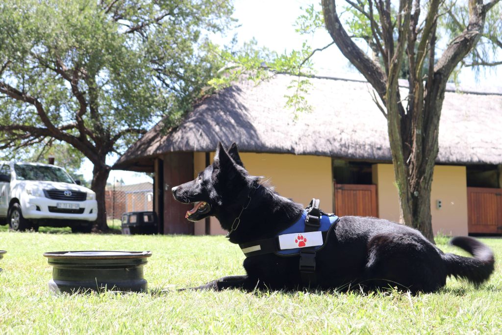 Spürhund beim Training