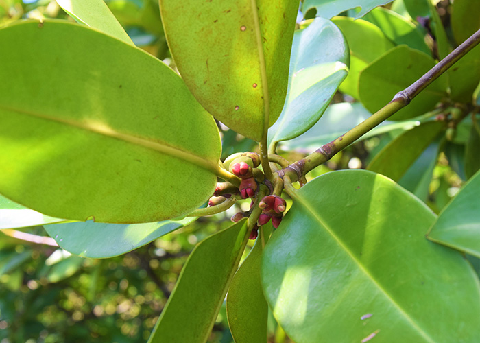 DER Touristik Foundation 10 Jahre Mangrovenprojekt Sri Lanka Mangrove