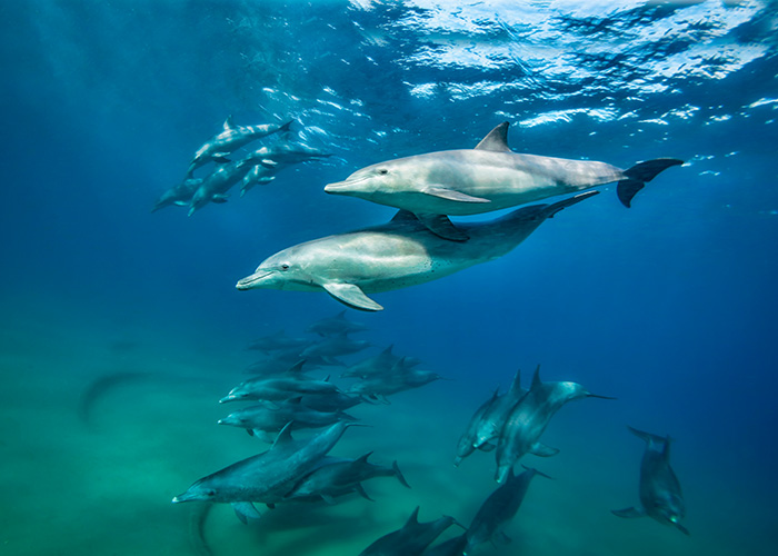 DER Touristik Foundation 10 Jahre Delfine
