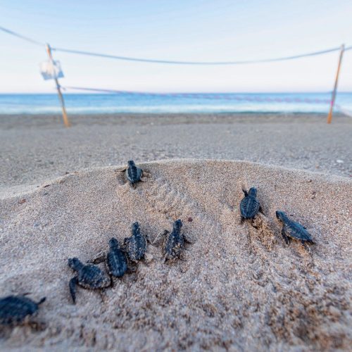 Gruppe von geschlüpften Schildkröten am Strand