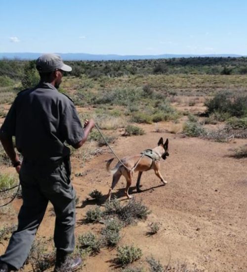 Wildtiersuchhund mit Herrchen