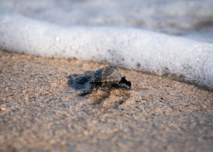 Schildkrötenbaby am Strand